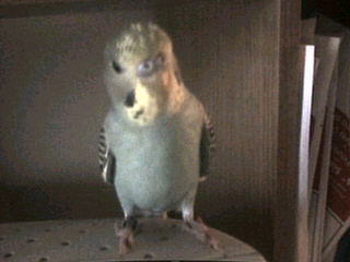 what the?