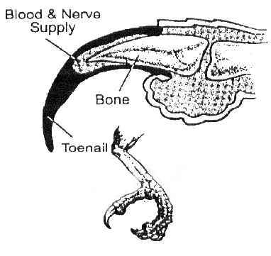 Claw Detail