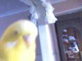 hehe, gangsta budgie