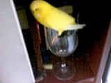 nothing better than a nice comfy wine glass