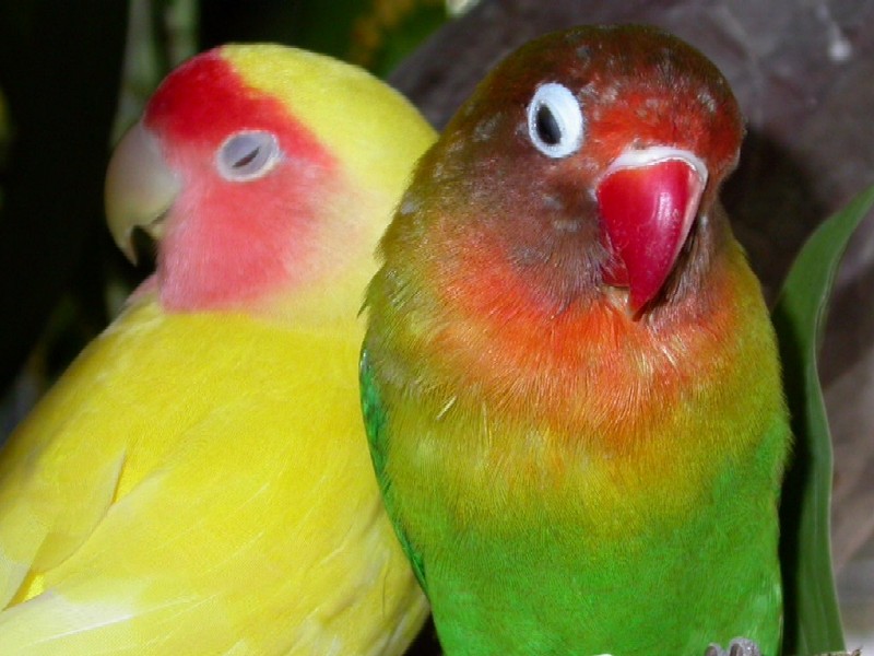 awwwww