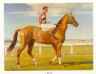Phar Lap - Click here!