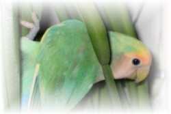 pied peachface