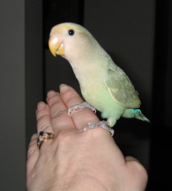pied peachface