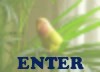 ENTER