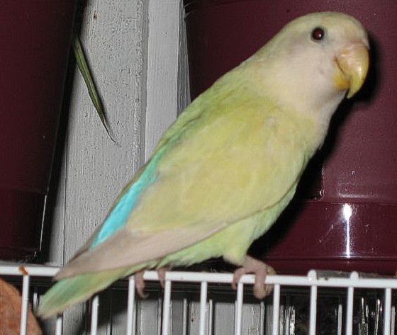 Australian cinnamon peachface