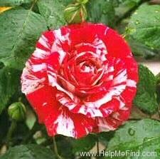 Scentimental Rose