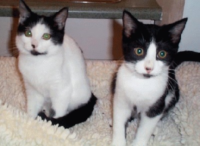 Tia & Wraith at 4 months