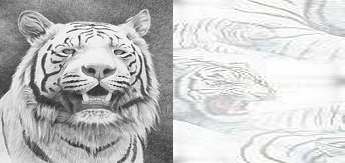 One White Tiger