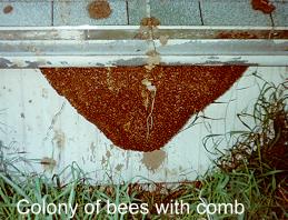 colony of bees