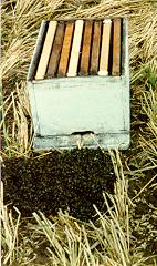swarm