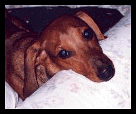 Sausage the Wonder Daschund