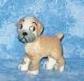 Bengo from TV Pets