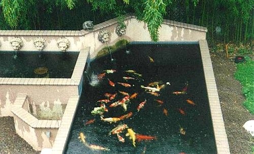 Koi Pond