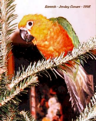 Screech in tree