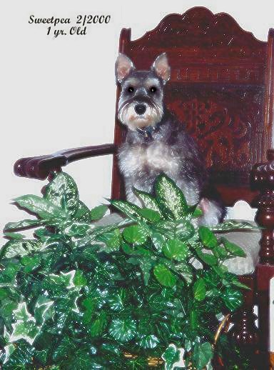 Sweetpea 1yr old