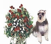 Sweetpea