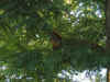 squirrel.jpg (45083 bytes)