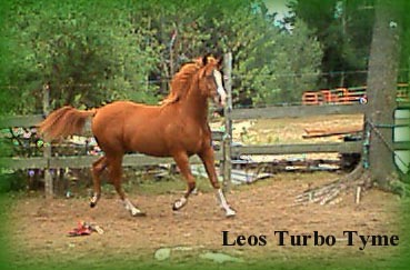 Leos Turbo Tyme, for sale