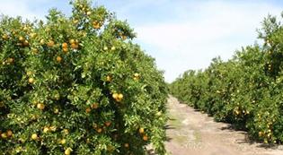 orange grove