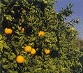 oranges