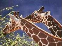 zoo