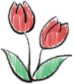 tulips