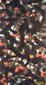 biglotus4small.jpg (14825 bytes)