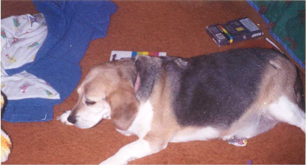 yeah i know he's fat, lol, oh well, he was a loyal dog