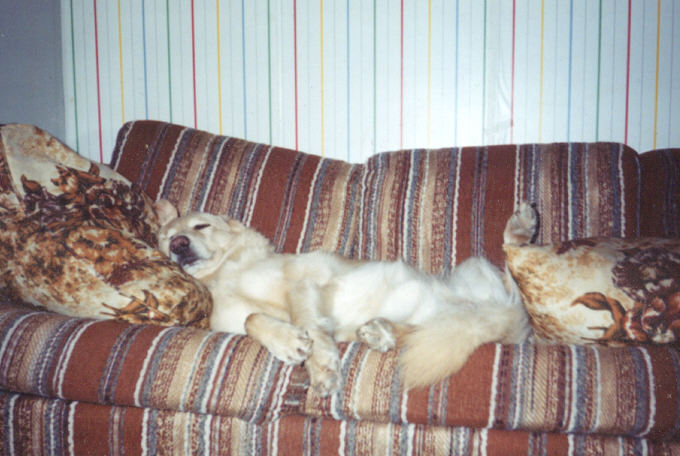 This was the pet that inspired my poem, "Before Their Time" he was the best dog i ever had