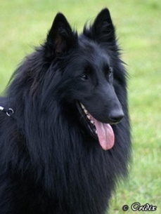 Groenendael