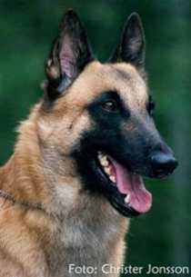 Malinois
