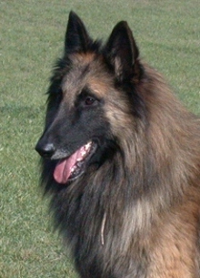 Tervueren