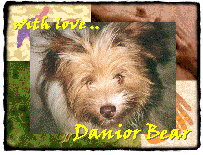 danior bear