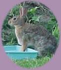 Yard Wabbit! Visit Our garden!