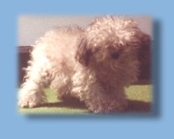 Babette