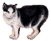 Manx are considered a lucky Cat!