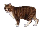 Meow Citys' Manx Page!