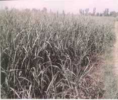 Sugar Cane Farm in Mardan