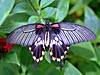 at the butterfly farm