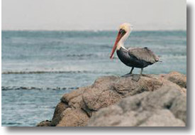 Pelican resort