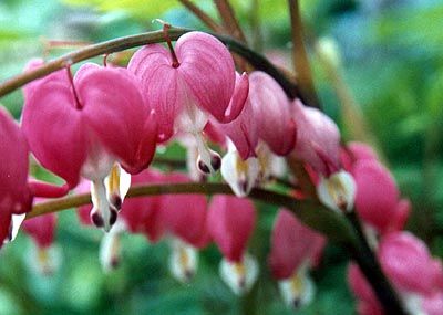 Dicentra spectabilis - bleeding heart