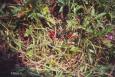 wild dewberries--delicious