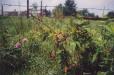 wild blackberries--they grow EVERYWHERE