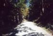 A dirt road by my house