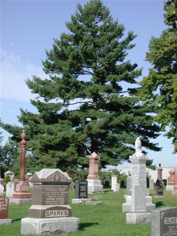 Pine overlooking the cemetery