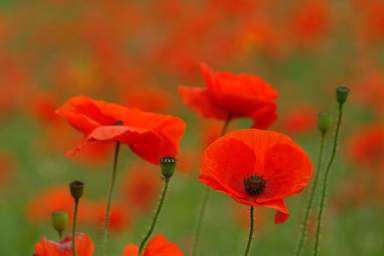 Poppy