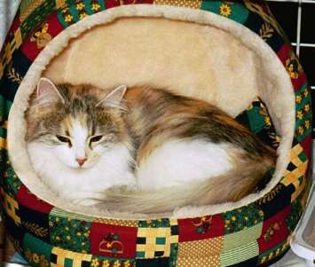 Siberian Cat Desti, siperiankissa Desti, cat show in Estonia, kissan�yttely Tallinnassa