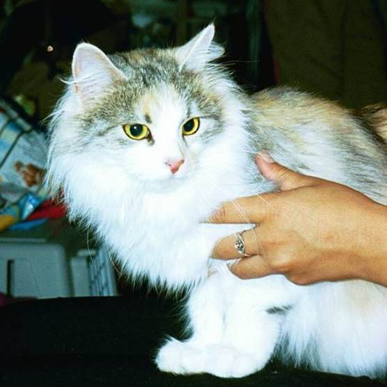 Siberian Cat Desti, International Cat Show in Tallinn, Estonia, Siperiankissa Desti, kansainv�linen kissan�yttely, Tallinna, Viro,