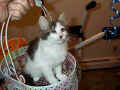 Have you seen a prettier Siberian??